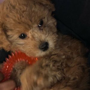 Meet your Posher, Paris